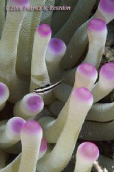 Anemone and fish. The black and white of the fish make a ... by Patrick Reardon 
